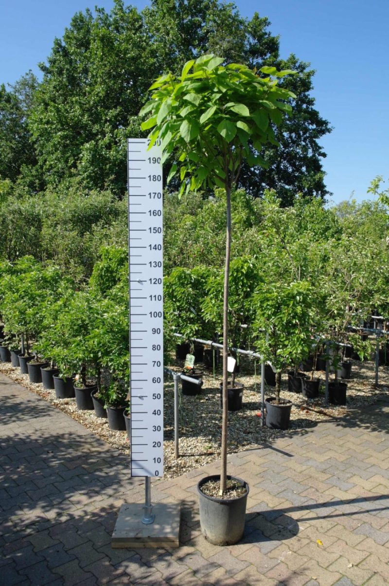 Catalpa bignonioides trompetboom met een stamhoogte van 180 centimeter
