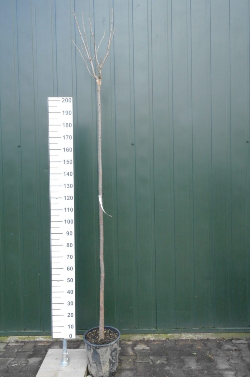 grote Catalpa bignonioides trompetboom met een stamhoogte van 210 centimeter