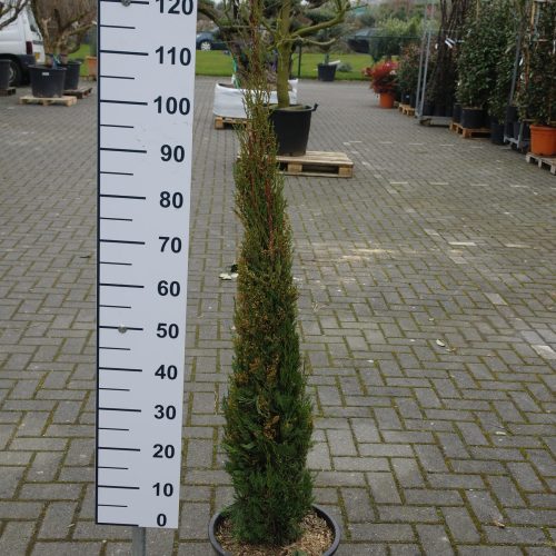 Cupressus Sempervirens 'Totem'