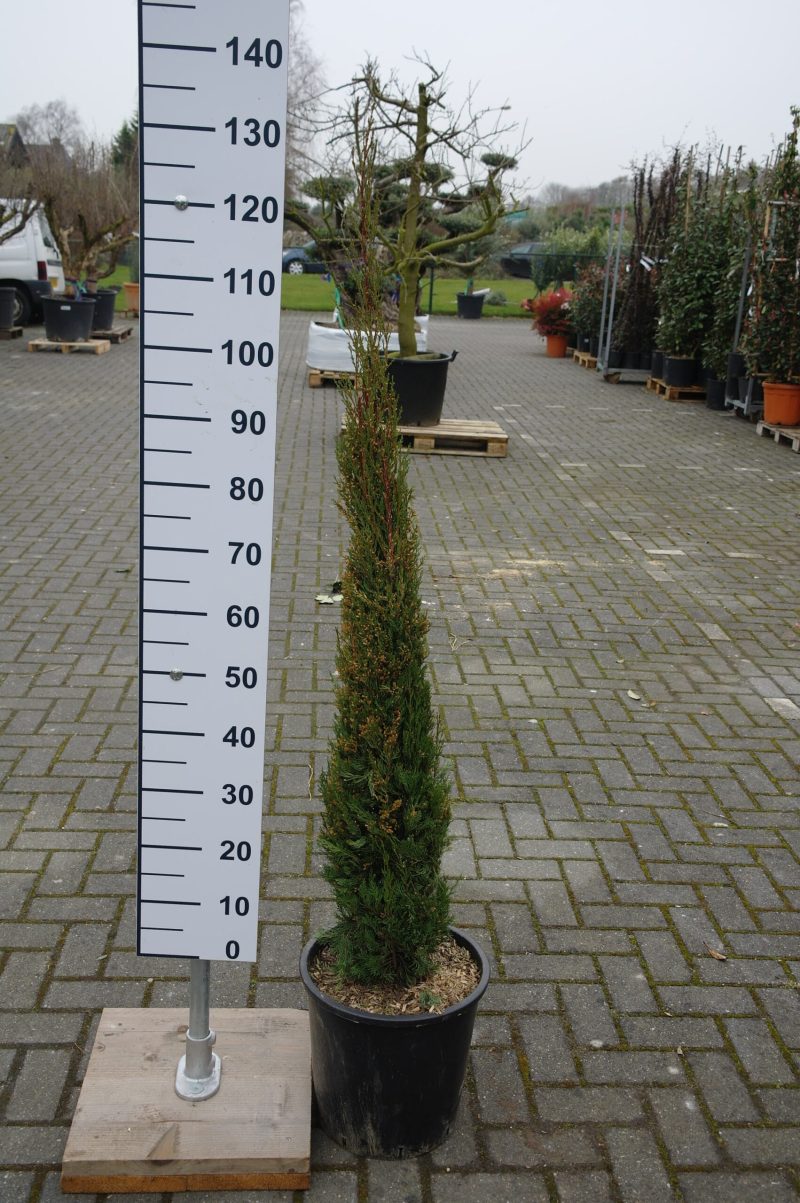 Cupressus Sempervirens 'Totem'