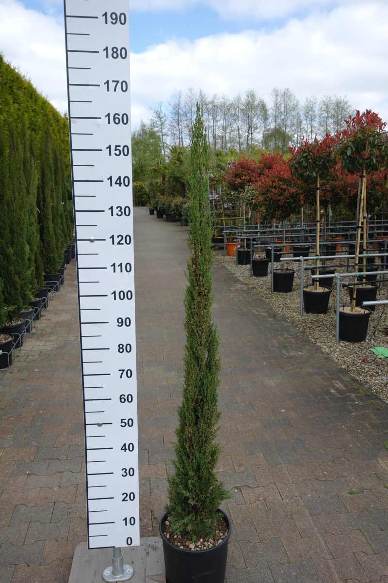 Cupressus Sempervirens