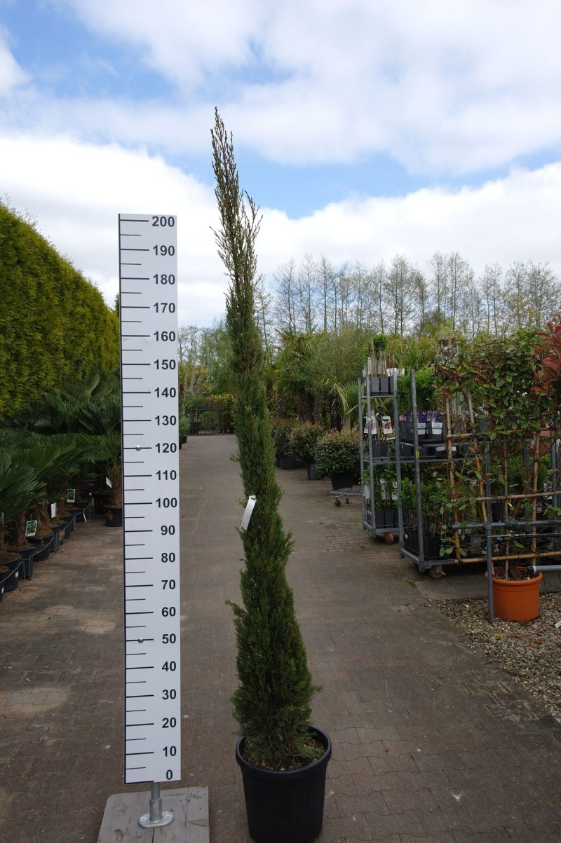 Cupressus Sempervirens