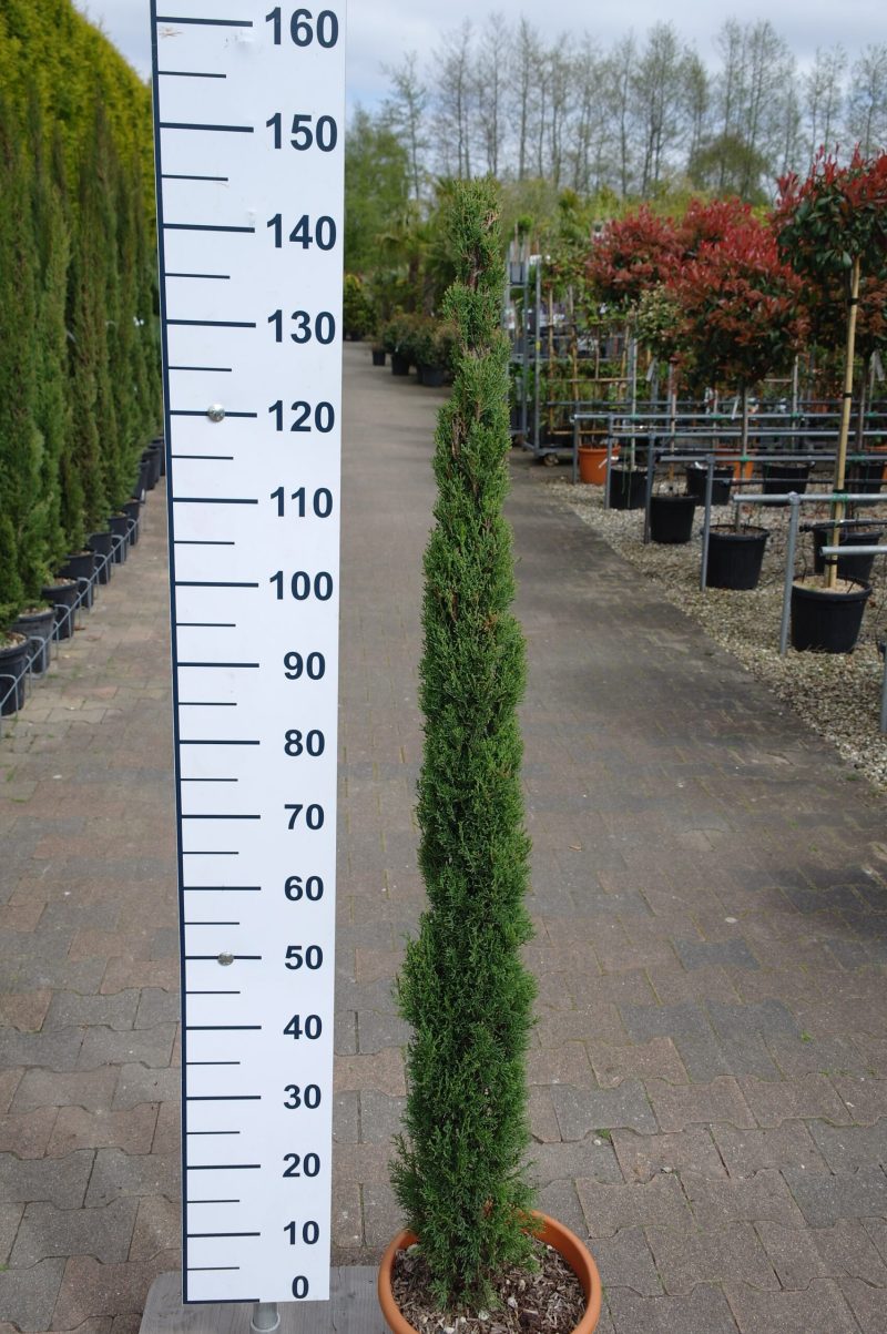 Cupressus Sempervirens 'Totem'