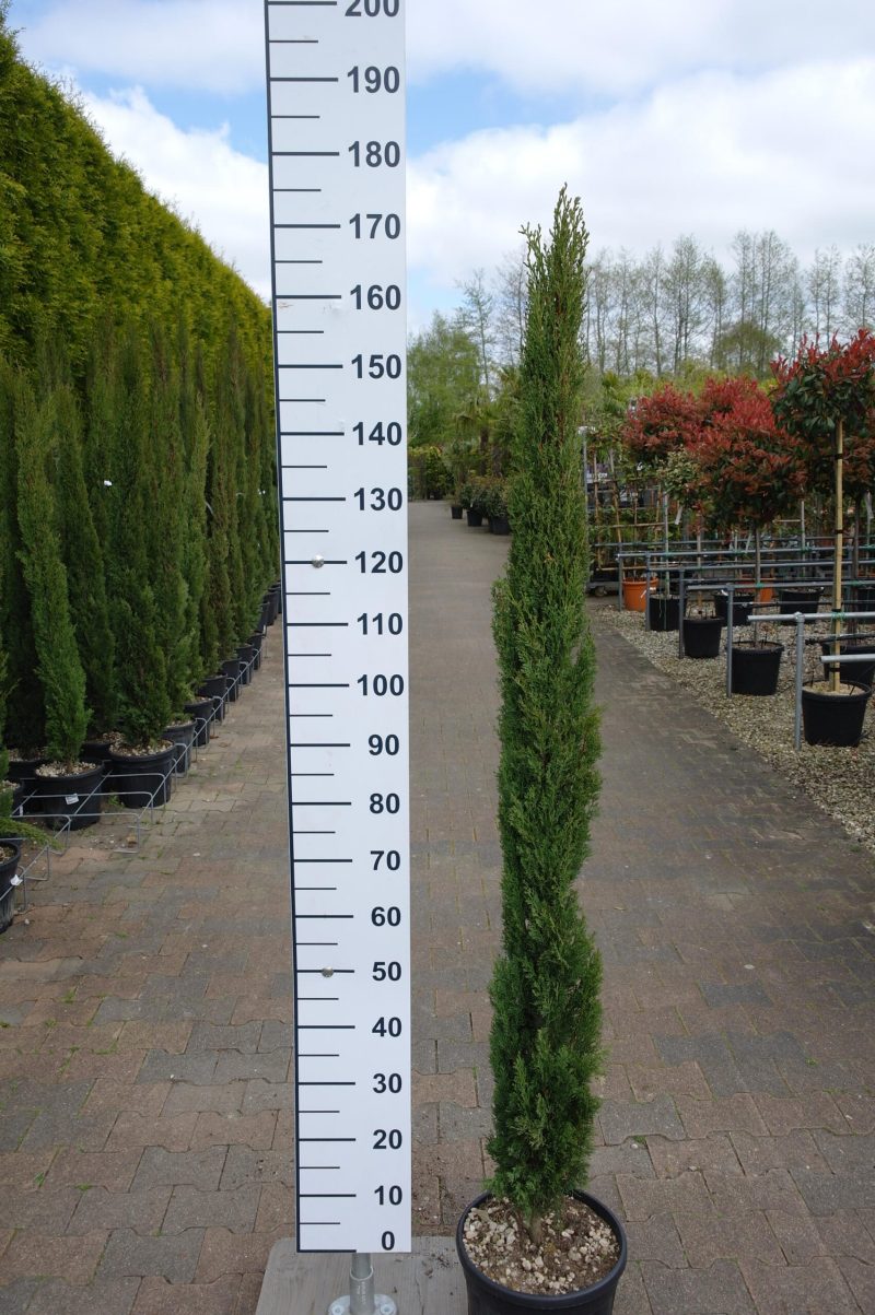 Cupressus Sempervirens 'Totem'