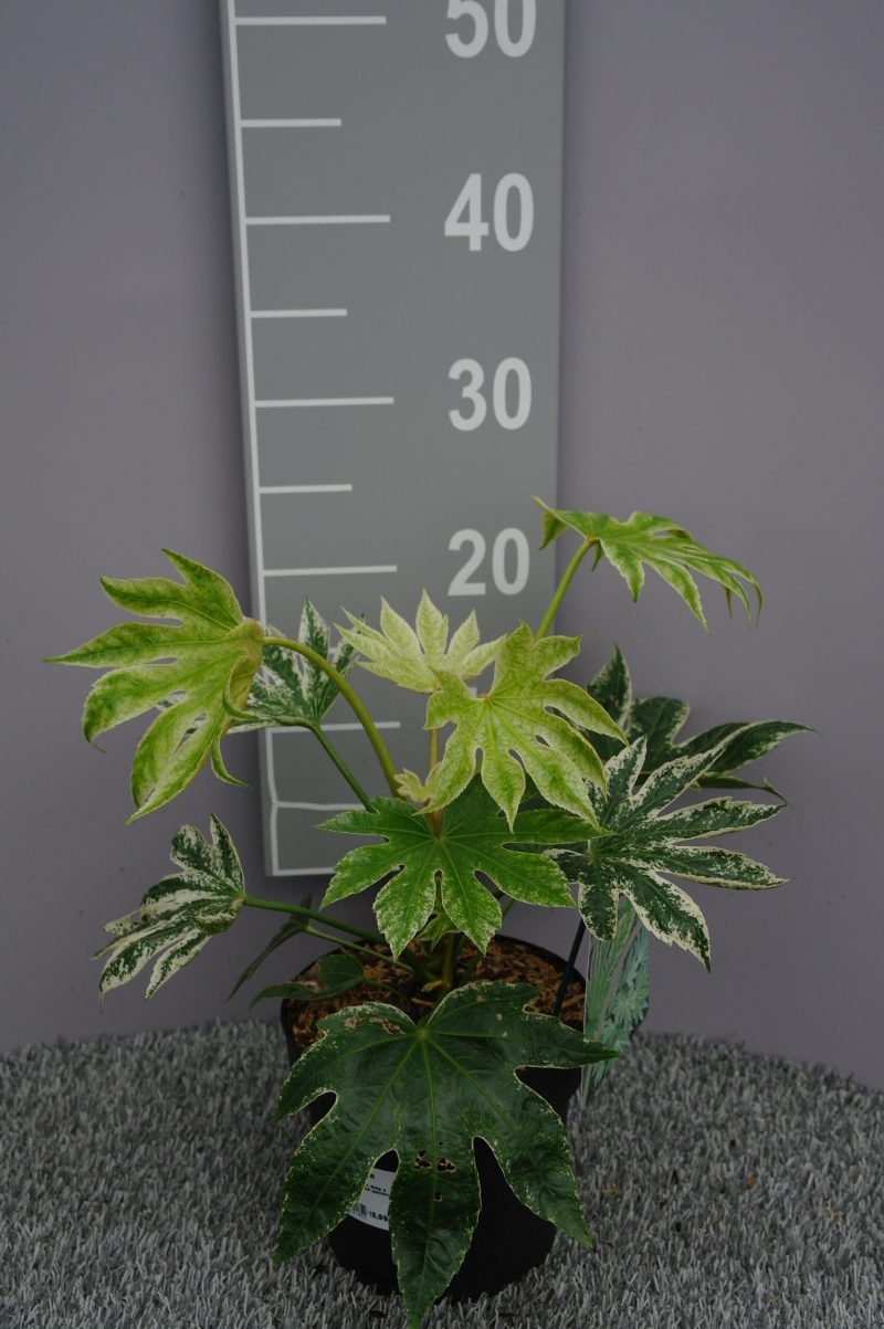 Fatsia japonica 'Spiders Web'