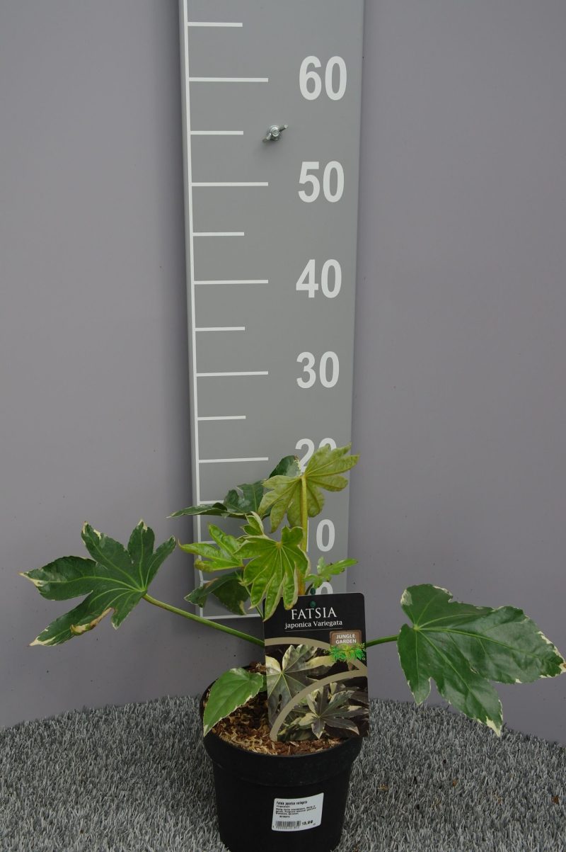 Fatsia japonica Variegata
