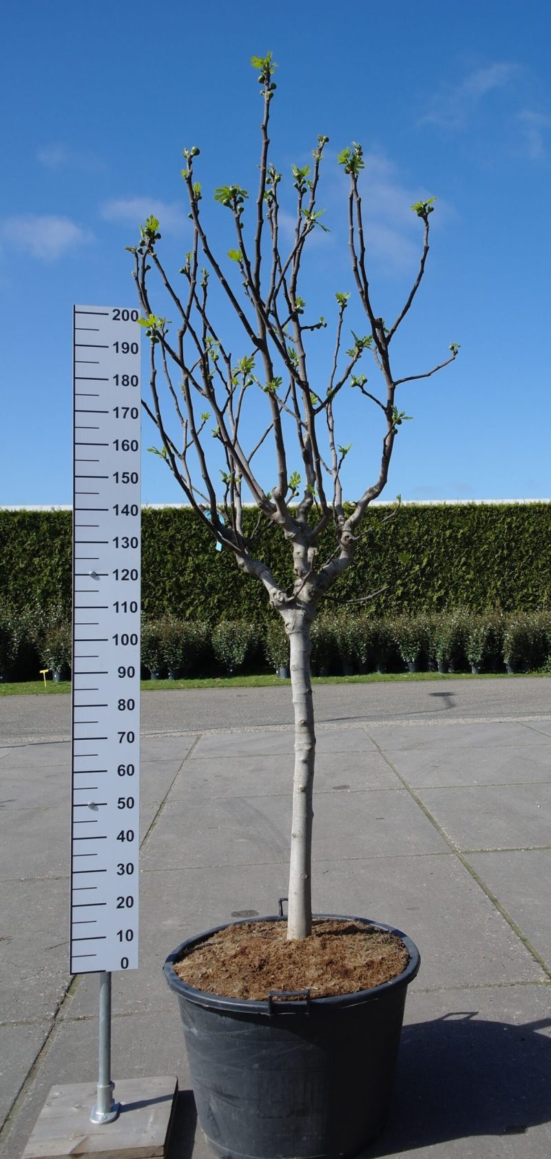 Ficus Carica 'Brown Turkey'