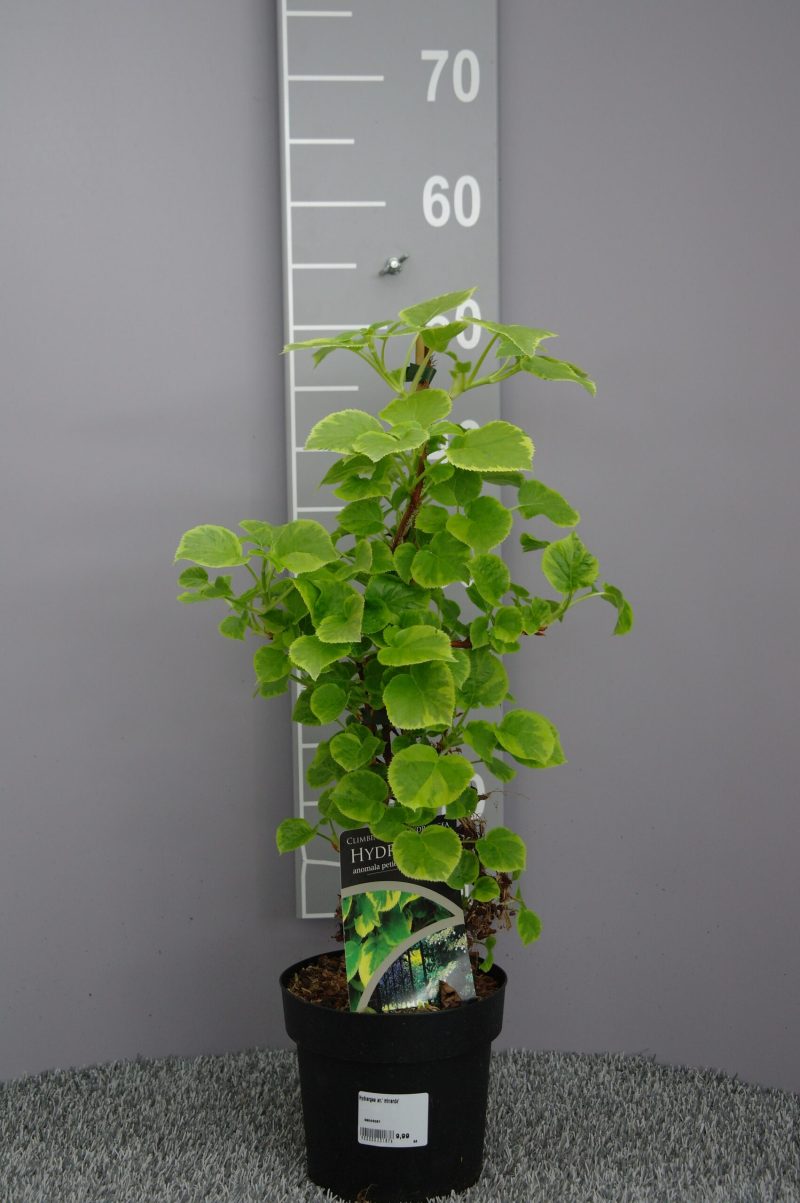 Hydrangea Petiolaris 'Mirranda' - klimhortensia