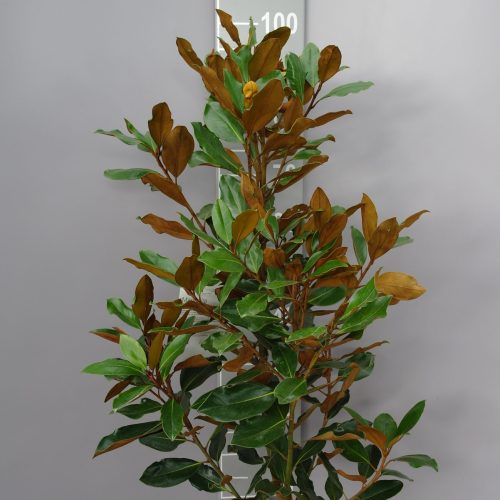 Magnolia Grandiflora 'Little Gem'