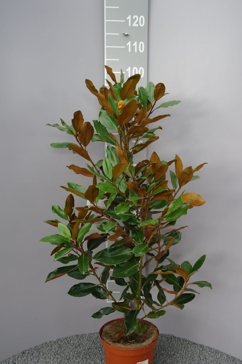 Magnolia Grandiflora 'Little Gem'