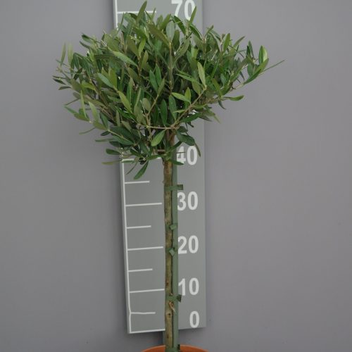 Olijfboom Olea europaea op stam