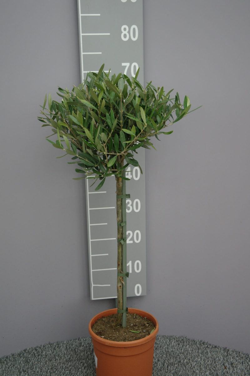 Olijfboom Olea europaea op stam