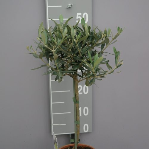 Olijfboom Olea europaea op stam klein