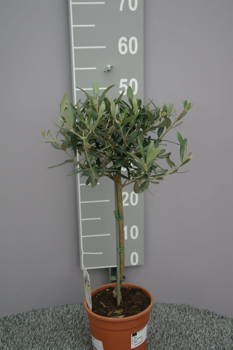 Olijfboom Olea europaea op stam klein