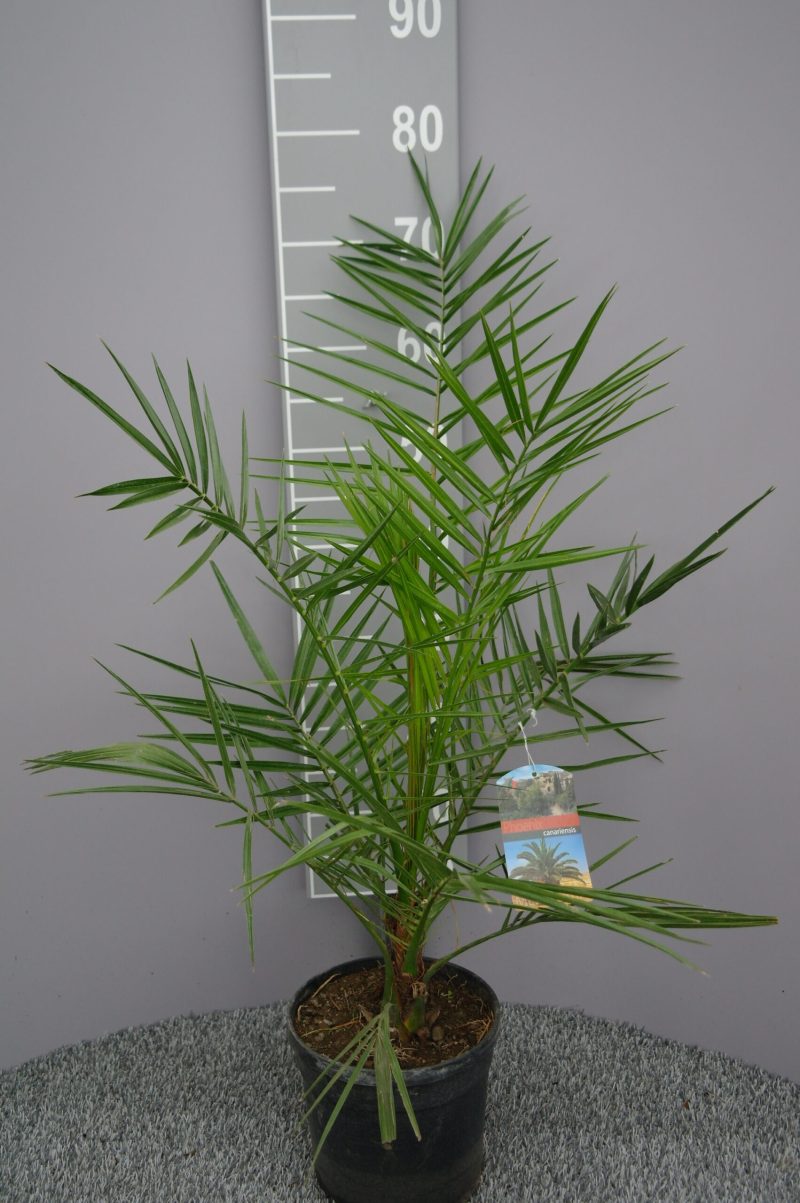Palmboom Phoenix Canariensis