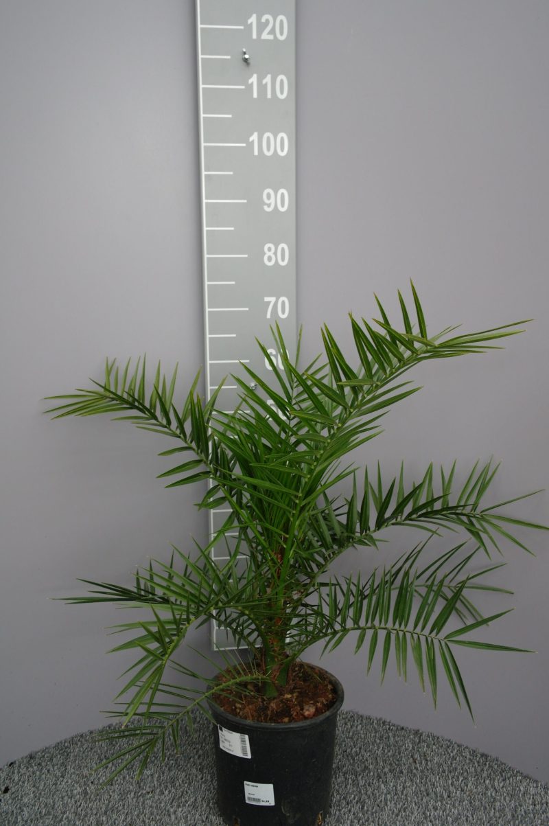 Palmboom Phoenix Canariensis