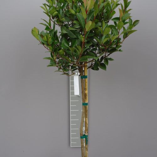Photinia fraseri Louise