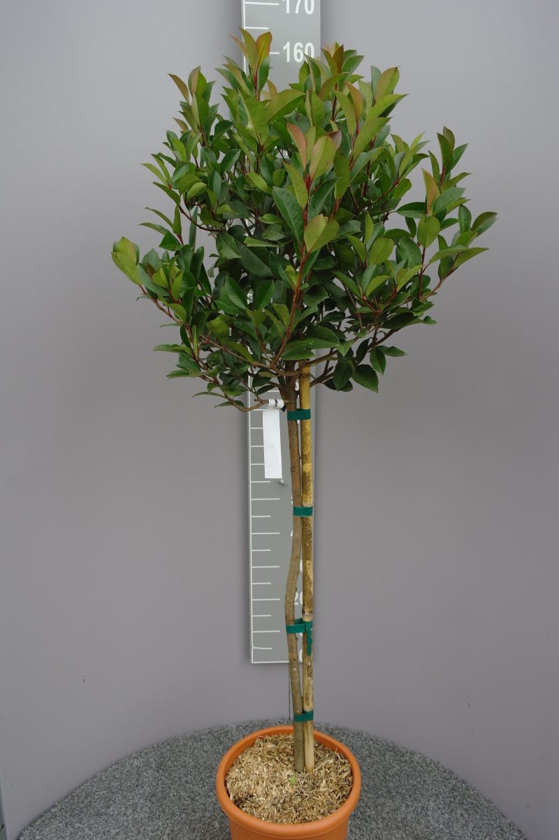 Photinia fraseri Louise