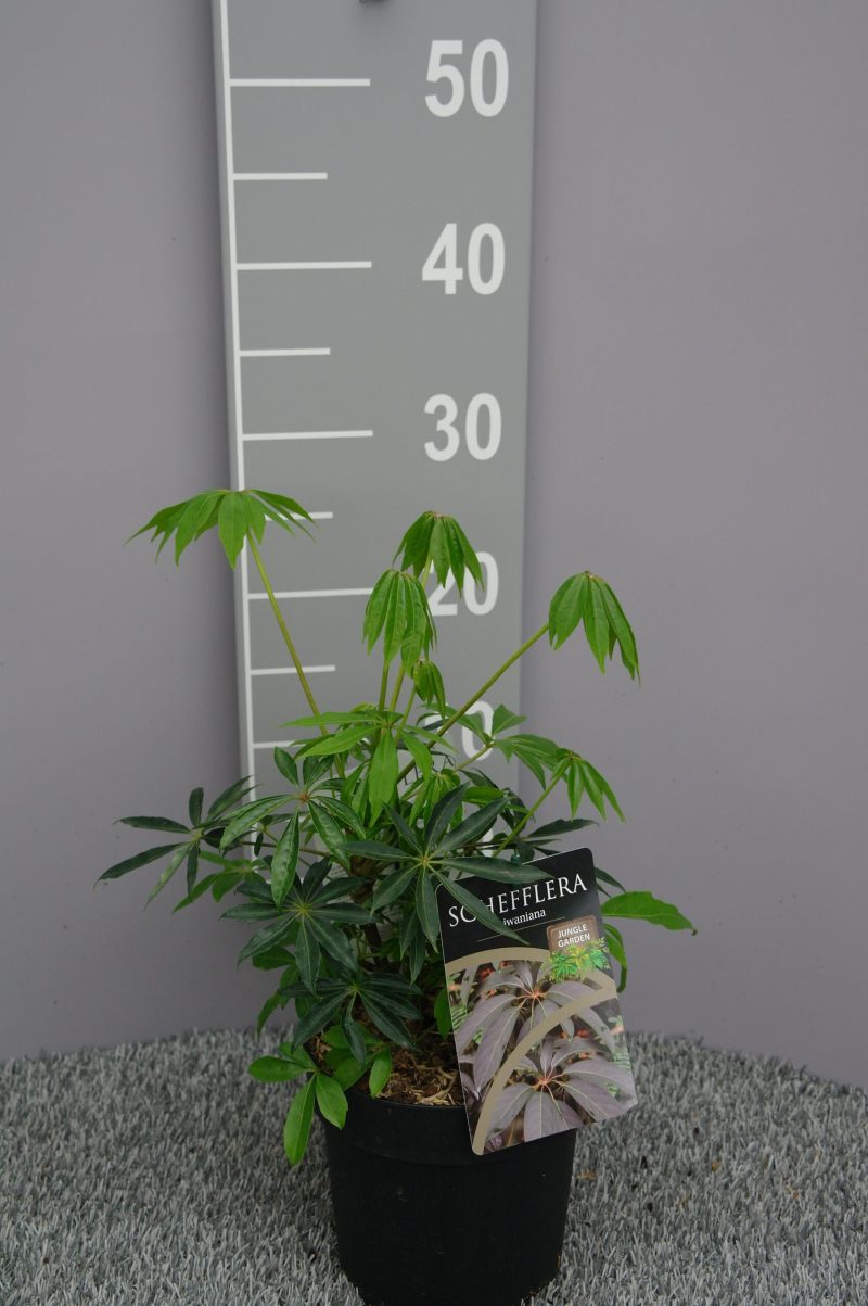 Schefflera Taiwaniana