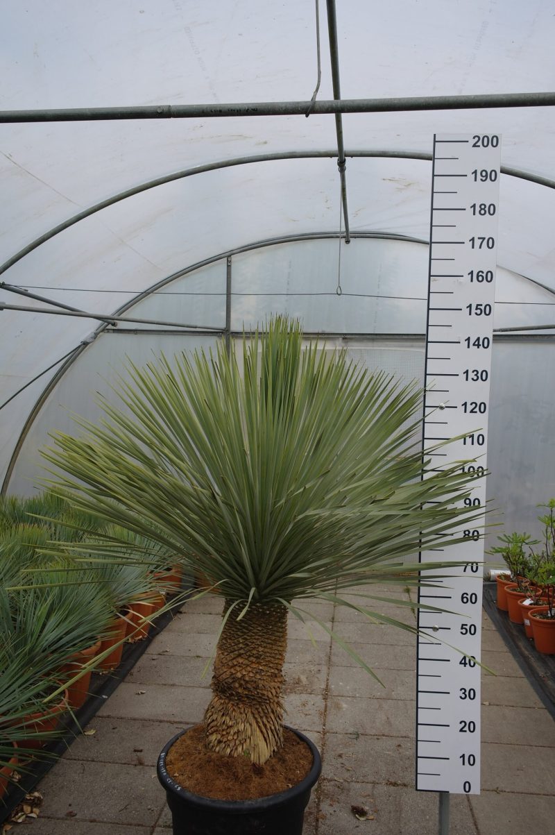 Yucca Rostrata 'Blue Swan'
