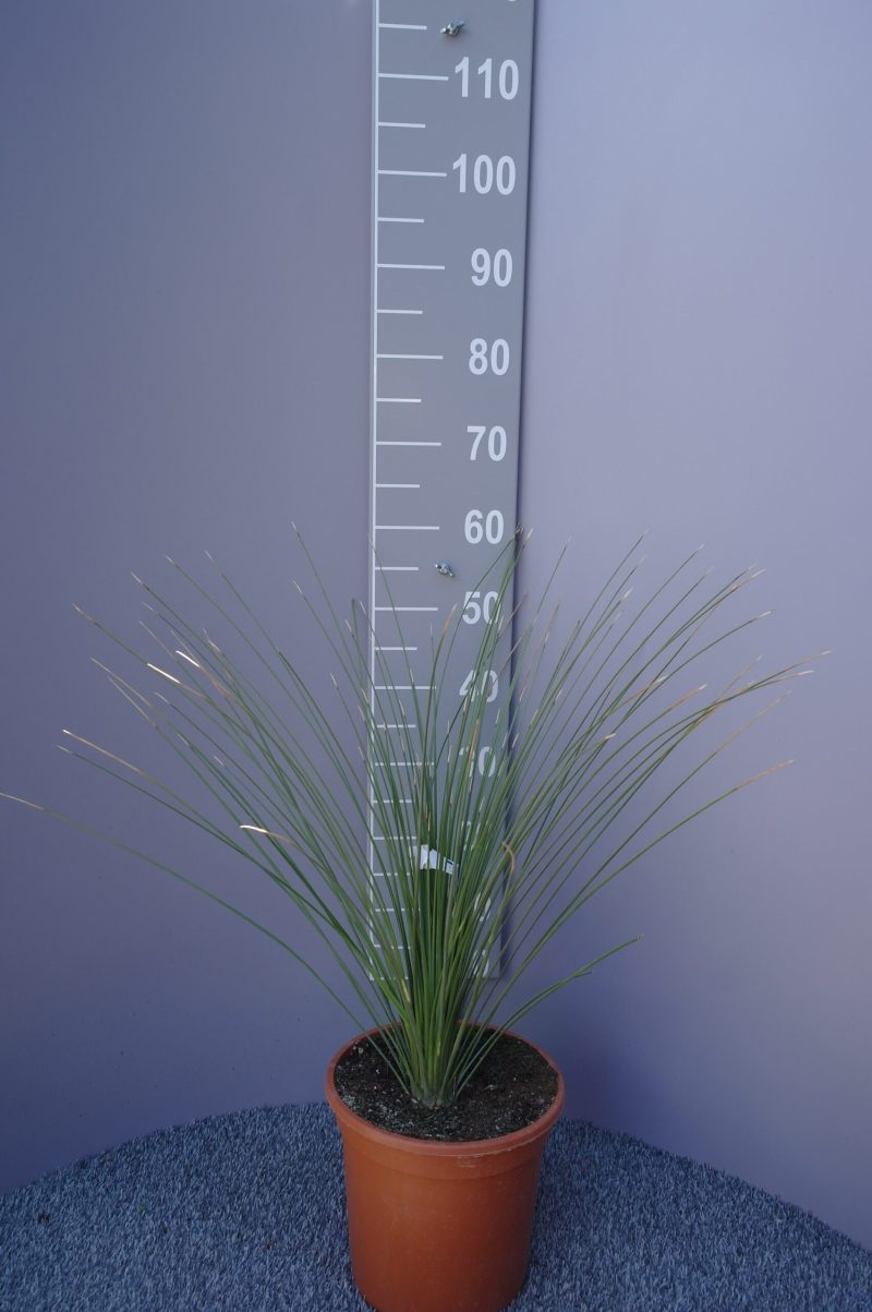 Dasylirion longifolium