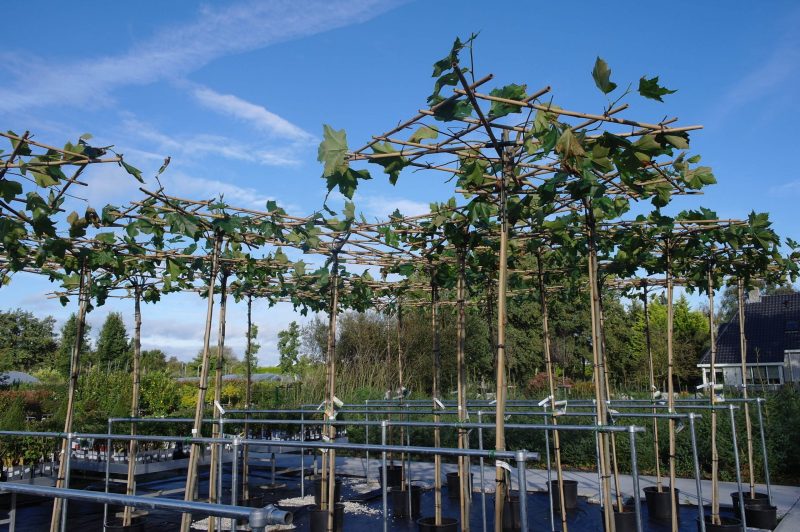 Platanus Hispanica - Dakplataan