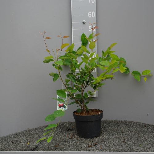 Amelanchier Lamarckii