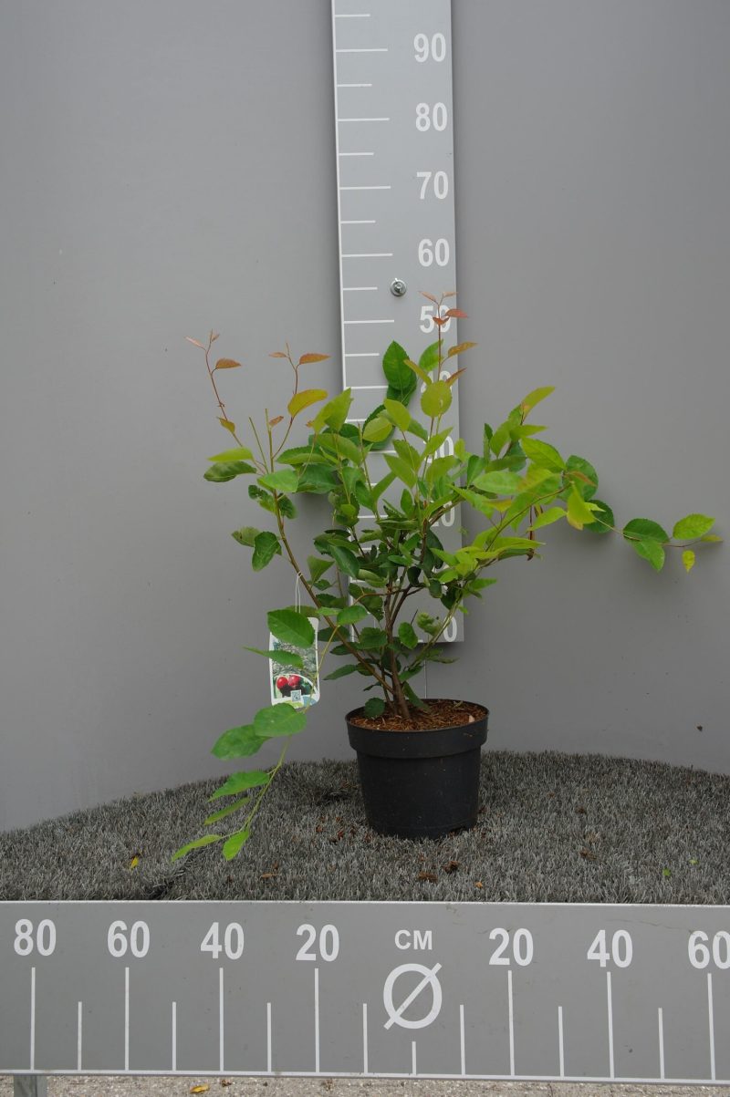 Amelanchier Lamarckii