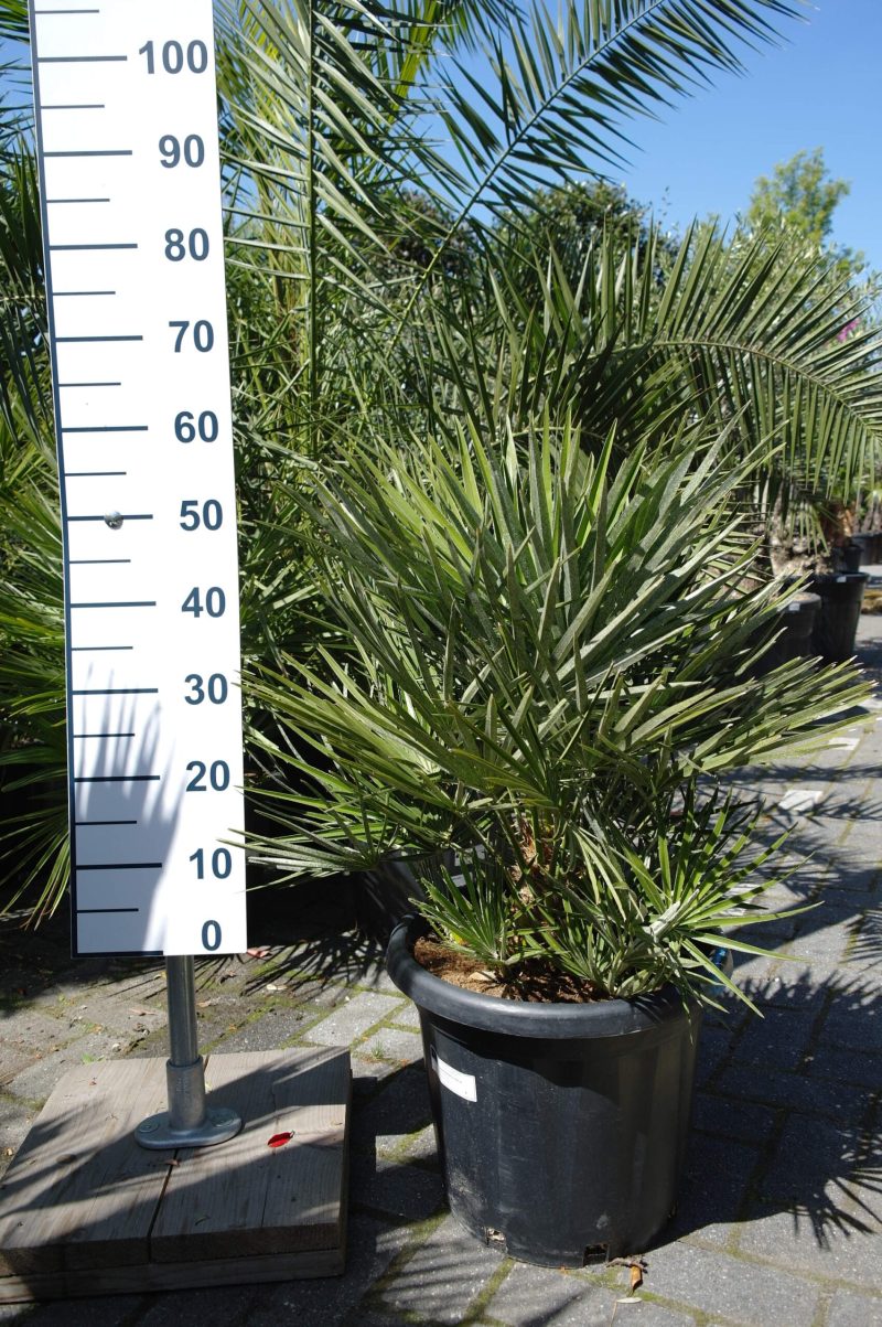 Palmboom Chamaerops Humilis