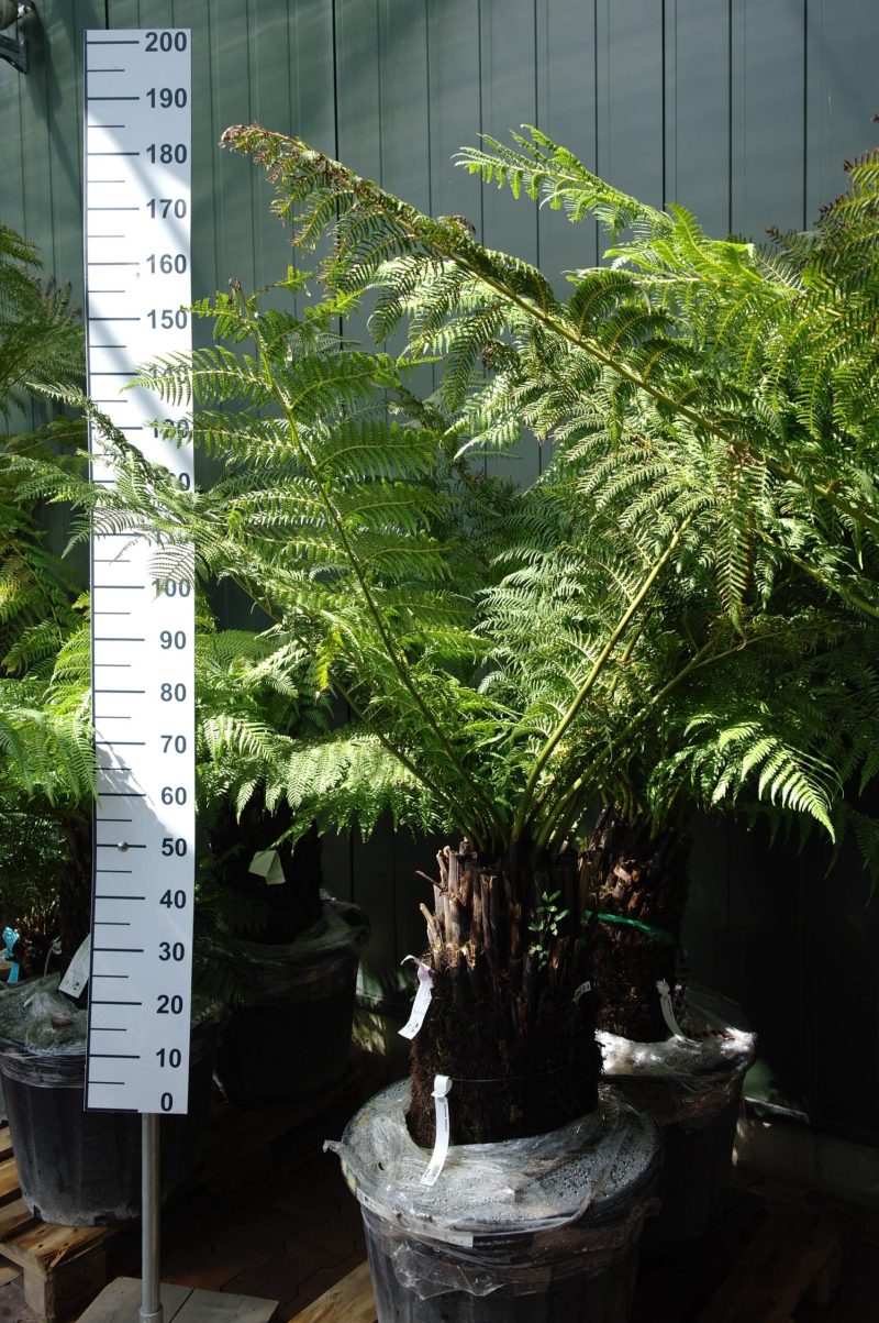 Dicksonia Antarctica