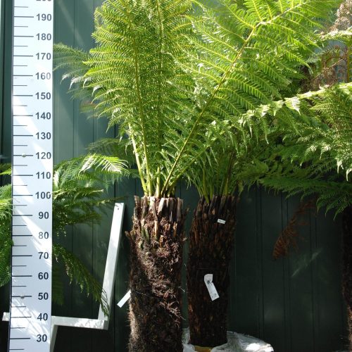 Dicksonia Antarctica