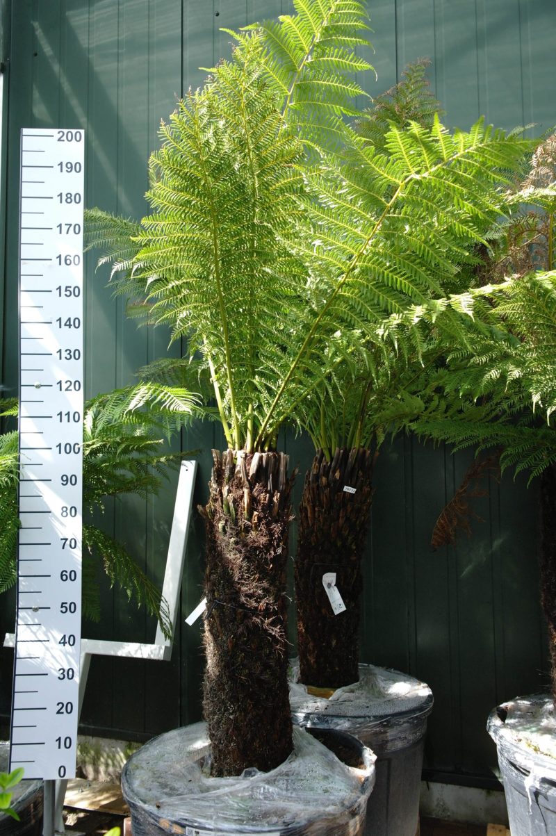 Dicksonia Antarctica