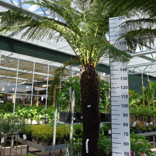 Dicksonia Antarctica