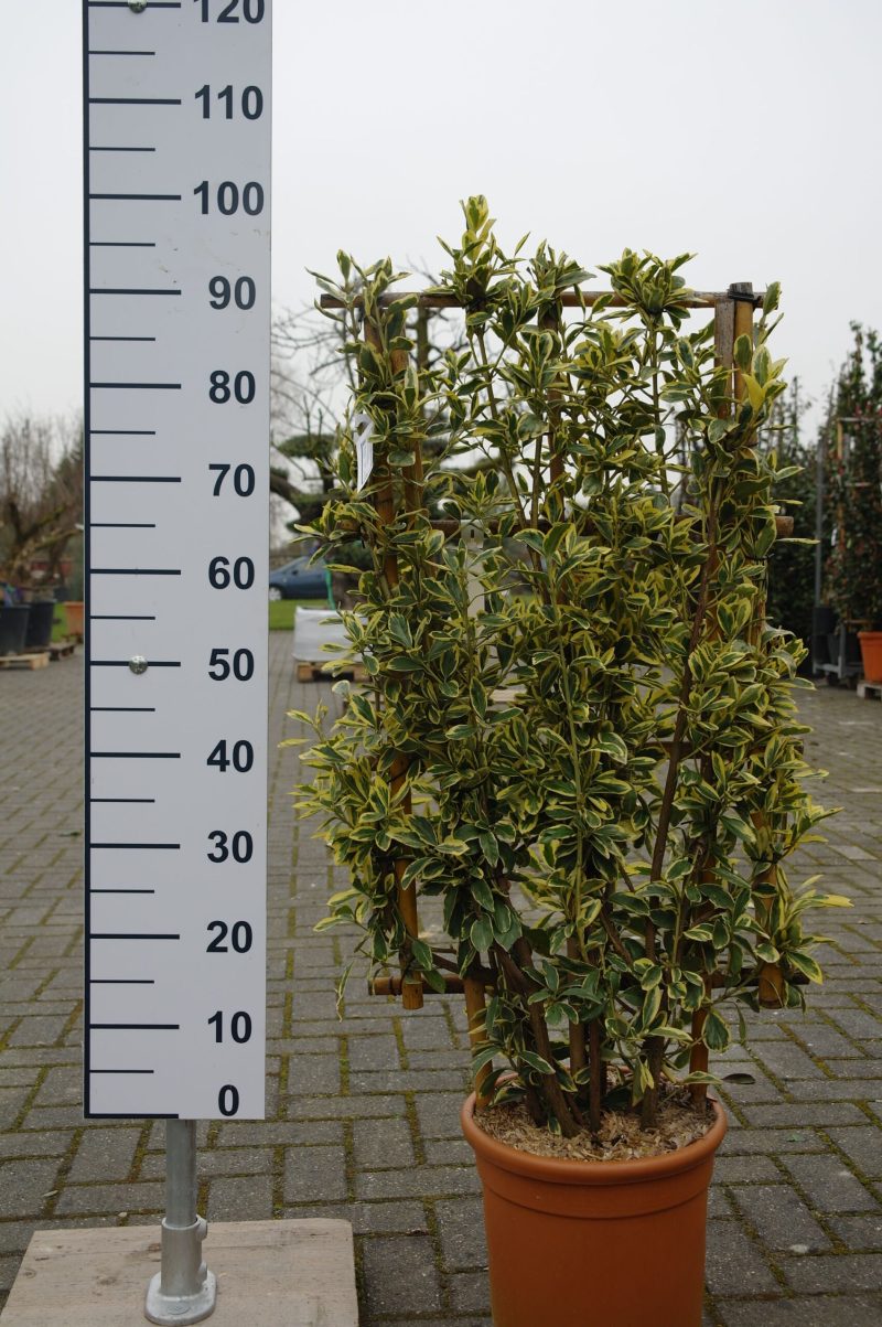 Euonymus japonicus 'Bravo' op rek
