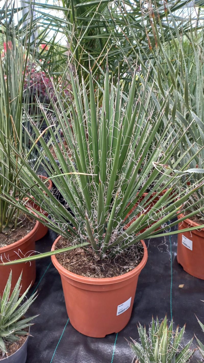 Yucca Filifera