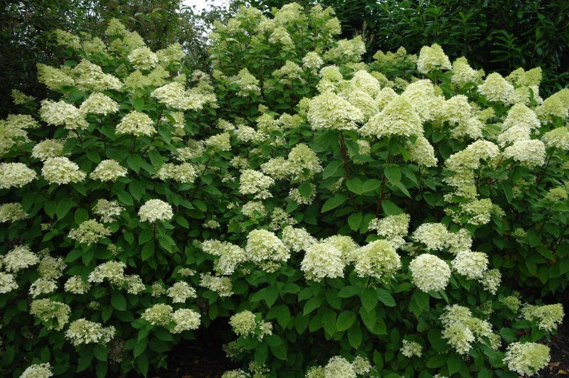 Hydrangea Paniculata Limelight ®