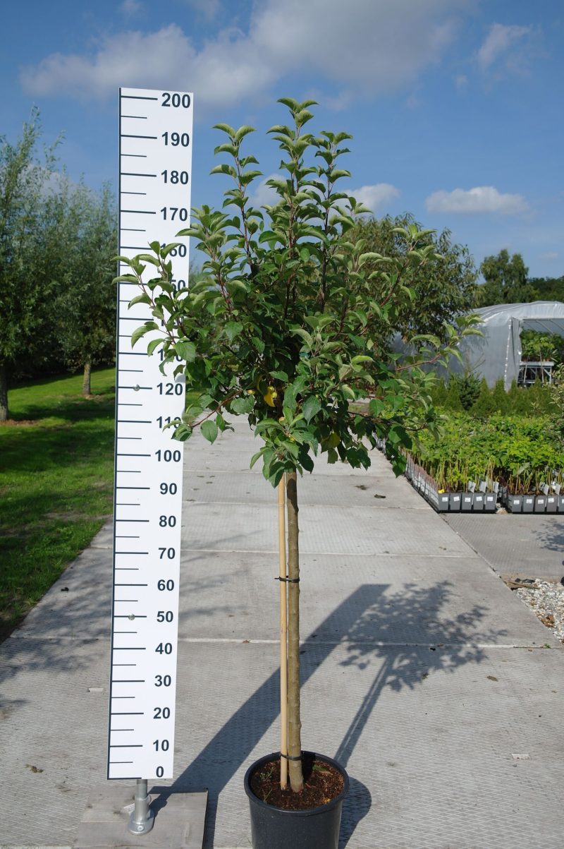 Malus 'Red Sentinal' sierappel