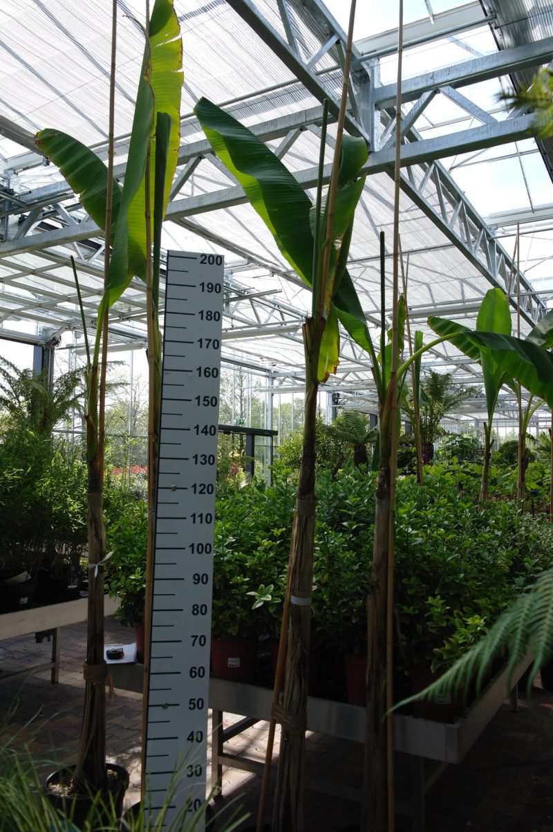 Musa Basjoo - Bananenplant