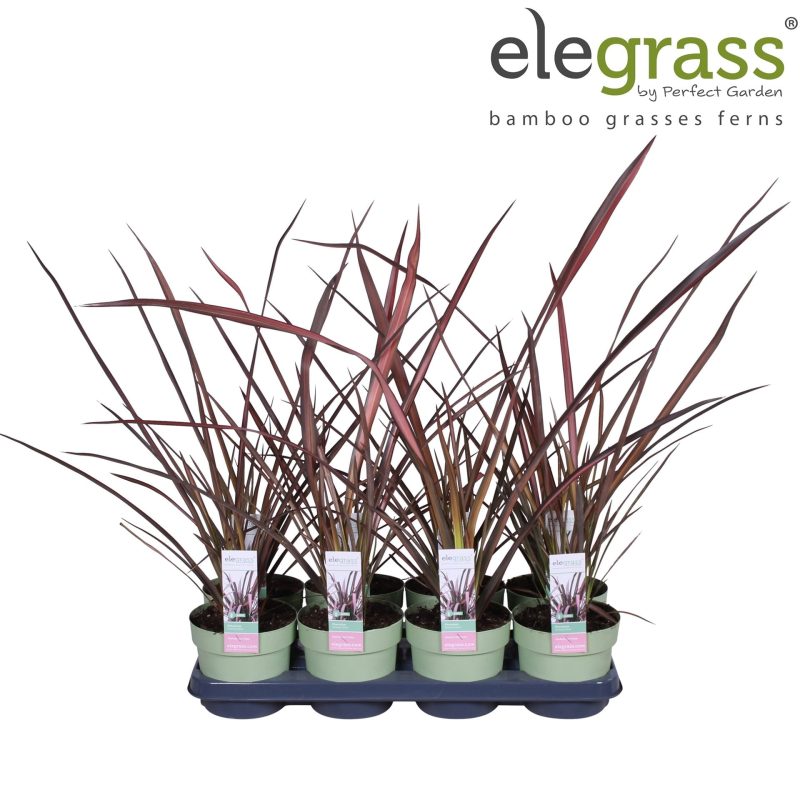 Phormium Tenax 'Evening Glow' - Nieuw-Zeelands Vlas