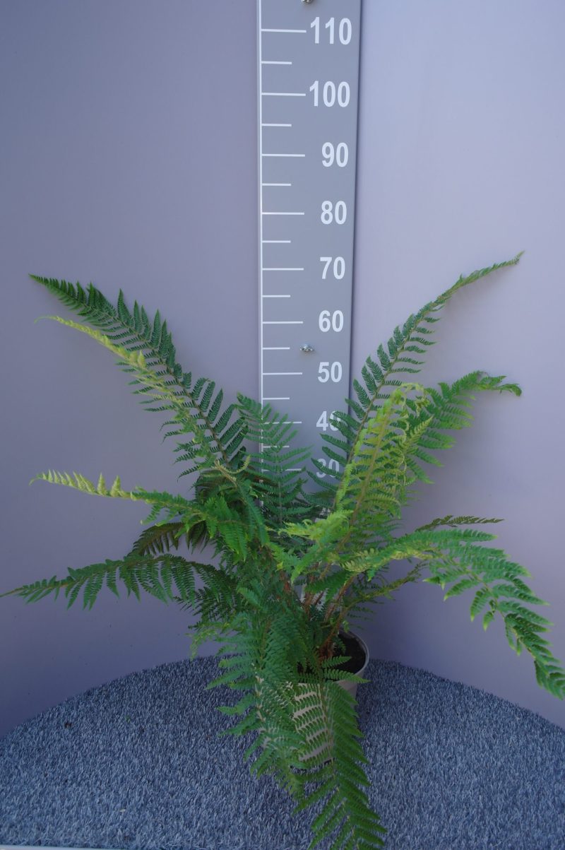 Polystichum Braunii