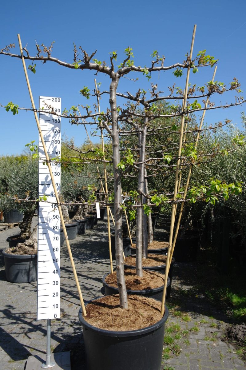 Prunus dom. Opal