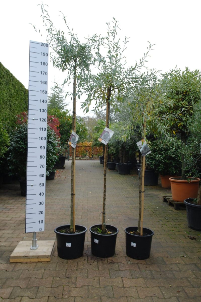 Pyrus Salicifolia 'Pendula' (Wilgbladige treurpeer)
