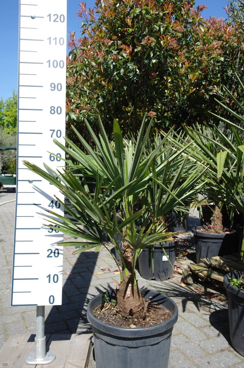 Palmboom Trachycarpus Fortunei stam 10-15 cm