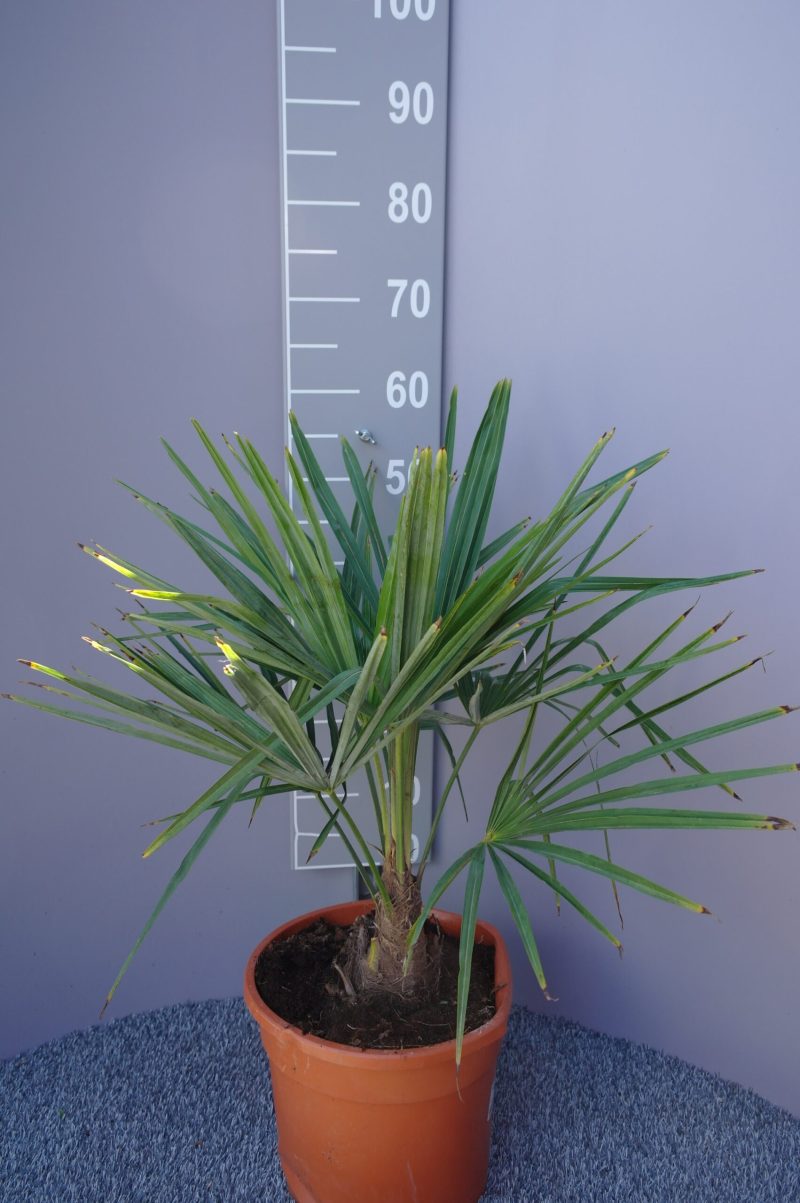 Palmboom Trachycarpus Fortunei