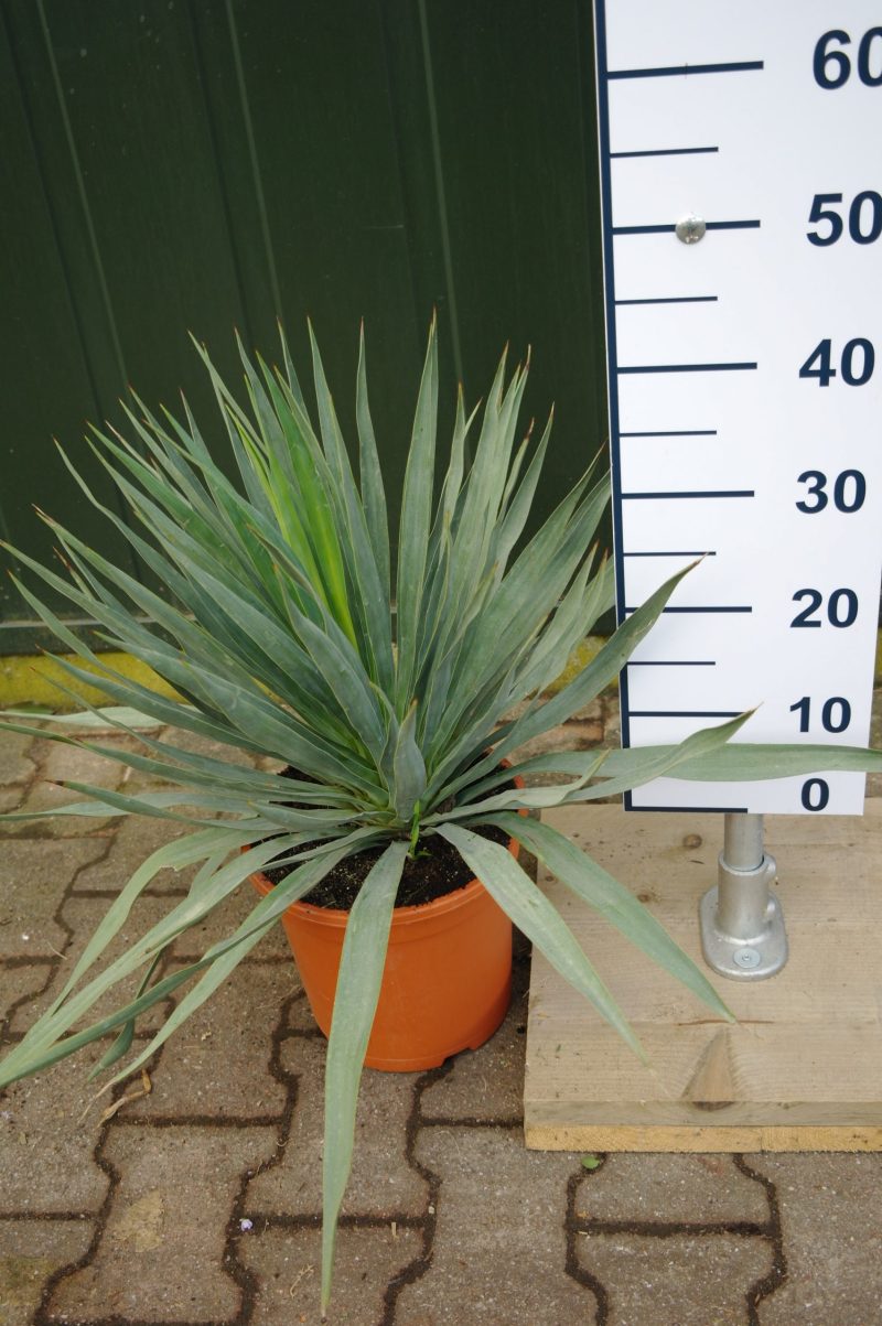 Yucca Gloriosa