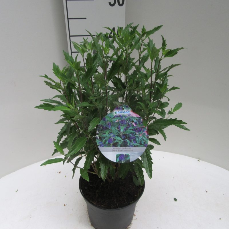 Caryopteris Clandonensis 'Inoveris'®