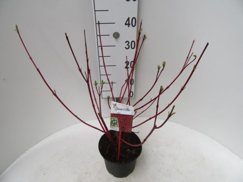 Cornus Alba