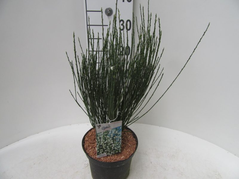 Cytisus praecox 'Albus'