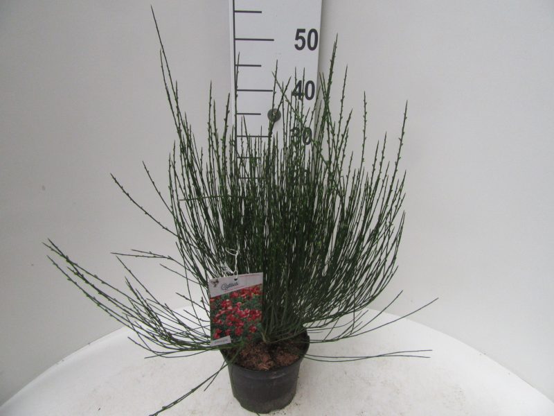 Cytisus praecox 'Hollandia'