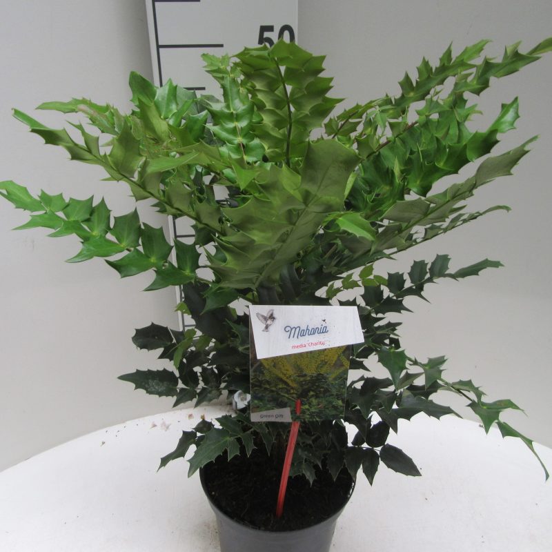 Mahonia Media 'Charity'